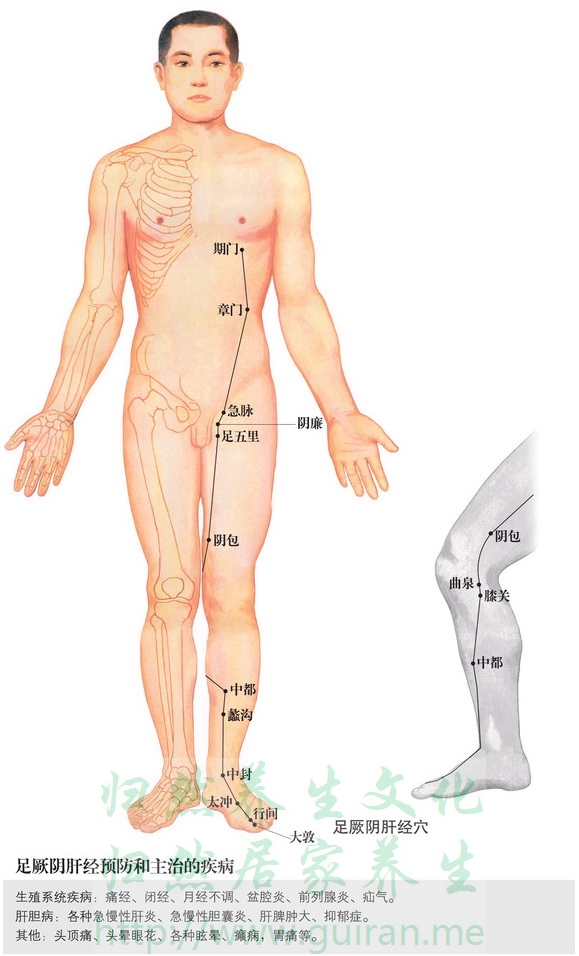 期门穴 穴位图  穴位查询