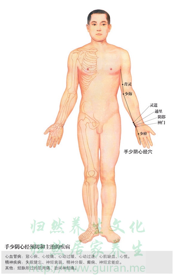 极泉穴 穴位图  穴位查询