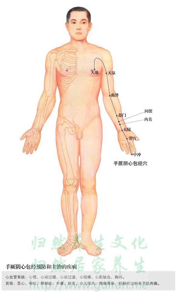 郄门穴 穴位图  穴位查询