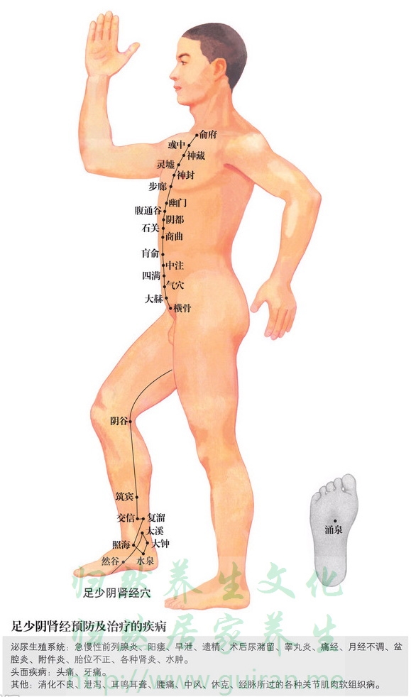 步廊穴 穴位图  穴位查询
